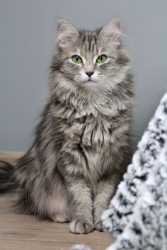 a grey cat