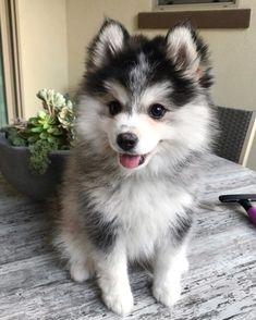 a black and white puppy