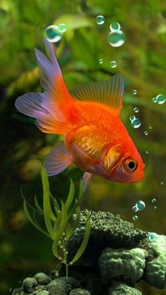 a gold fish