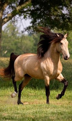 light brown horse